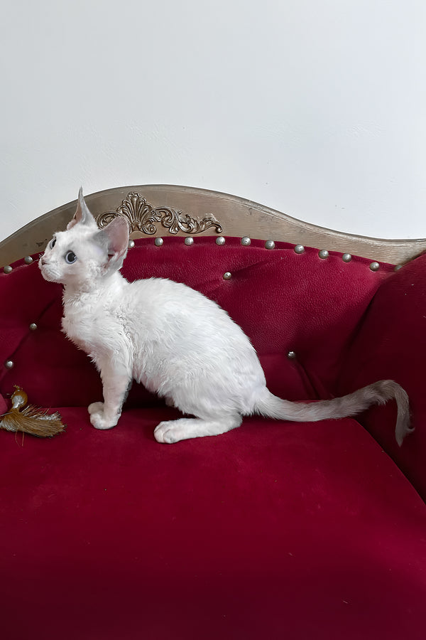 Antalya | Devon Rex Kitten