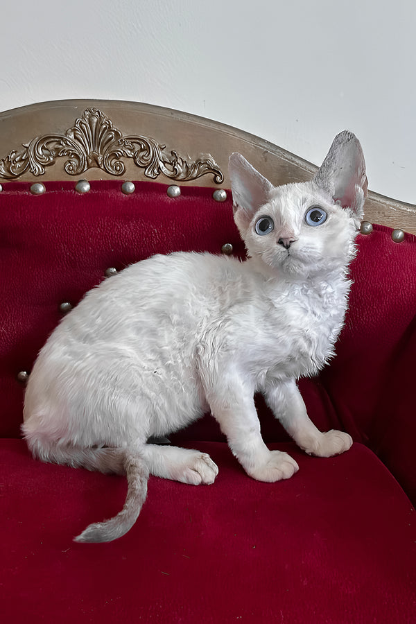 Antalya | Devon Rex Kitten