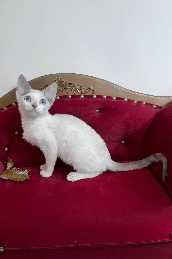 Antalya | Devon Rex Kitten