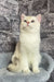 Arames | British Shorthair Kitten