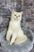 Arames | British Shorthair Kitten