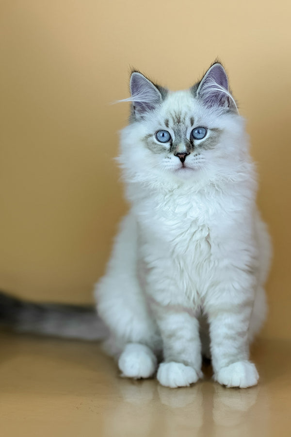 Aramis | Siberian Kitten