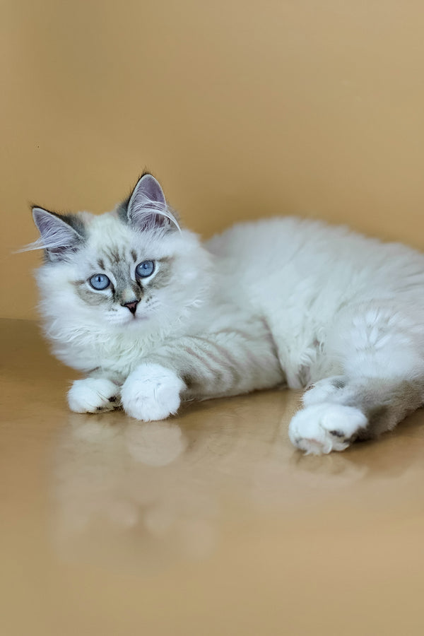 Aramis | Siberian Kitten