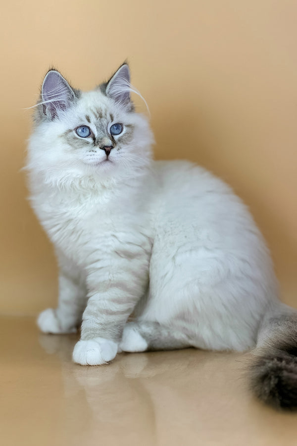 Aramis | Siberian Kitten