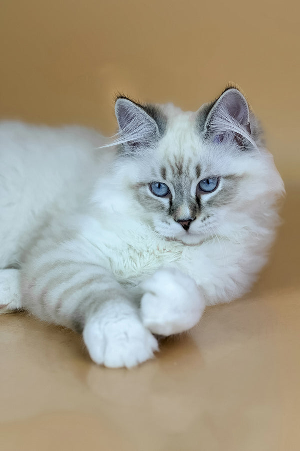 Aramis | Siberian Kitten