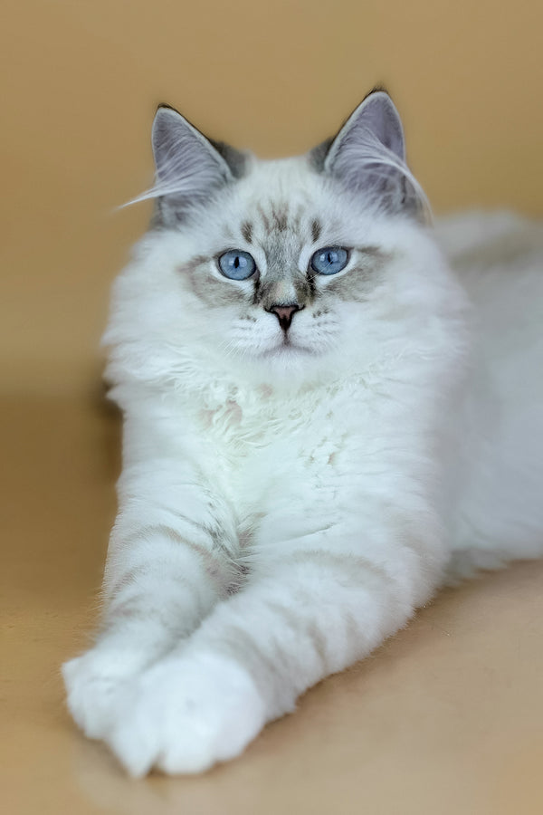 Aramis | Siberian Kitten