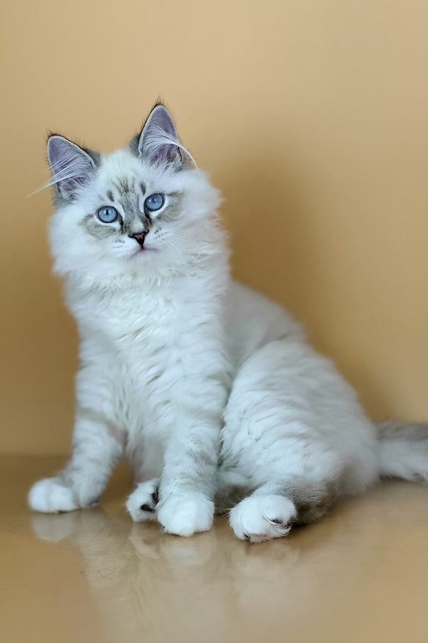Aramis | Siberian Kitten