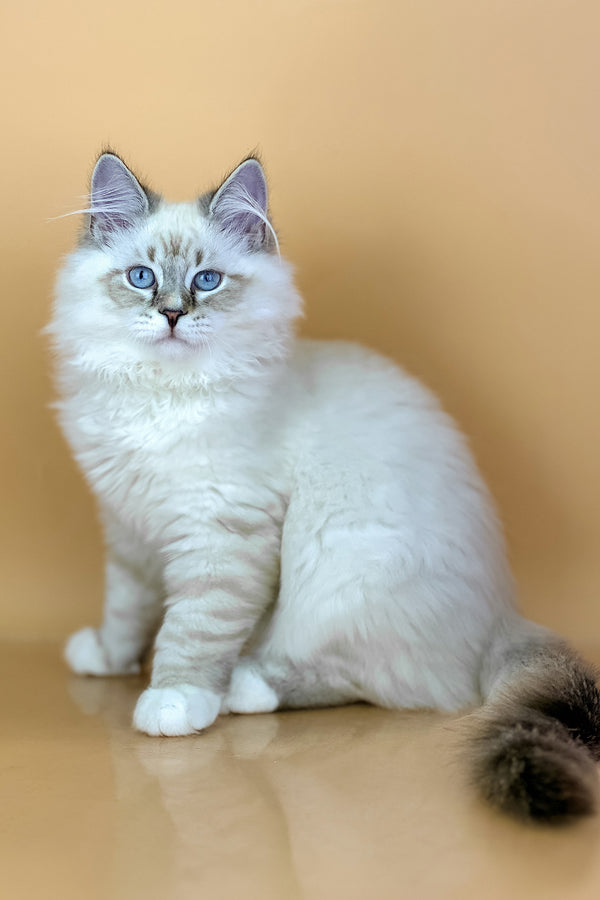Aramis | Siberian Kitten