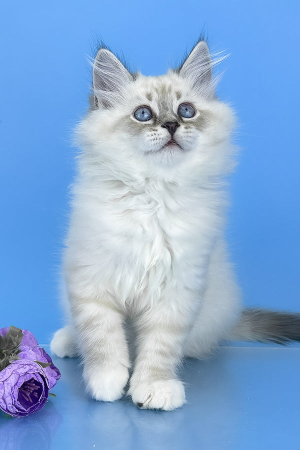 Aramis | Siberian Kitten