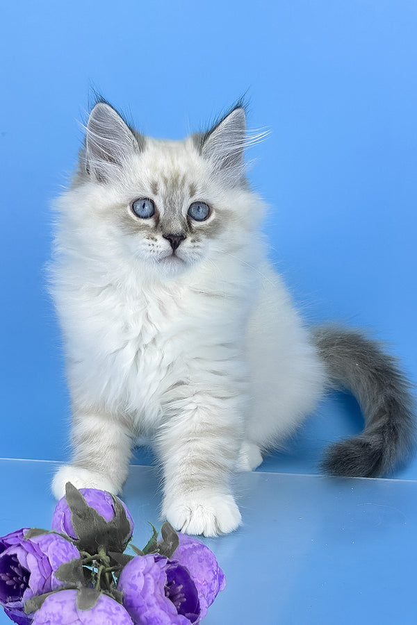Aramis | Siberian Kitten
