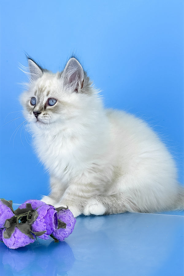 Aramis | Siberian Kitten