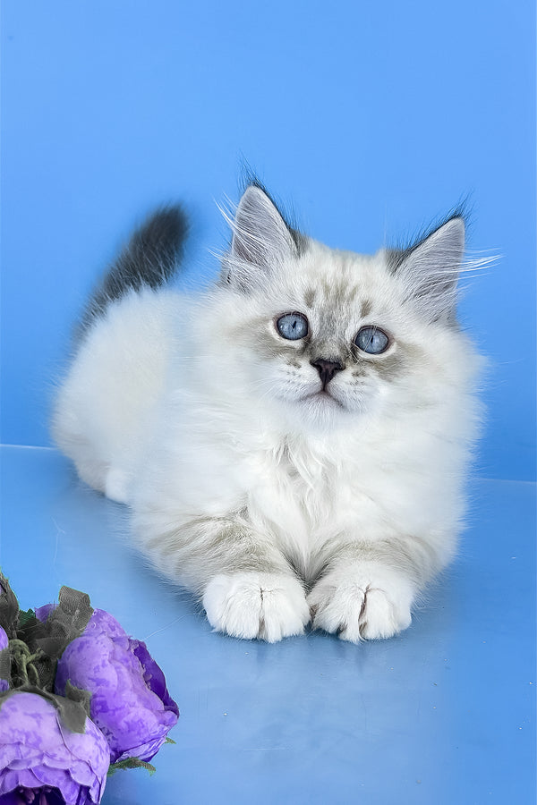 Aramis | Siberian Kitten