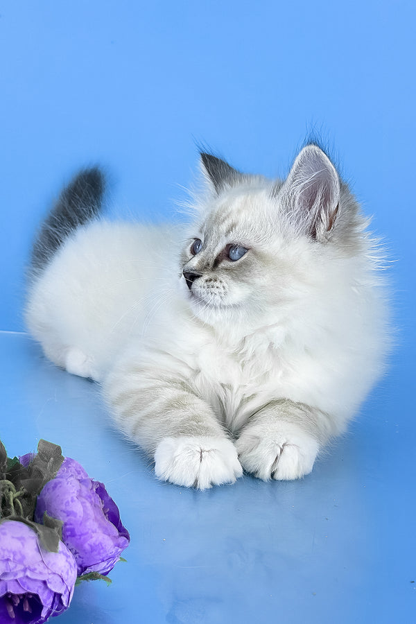 Aramis | Siberian Kitten