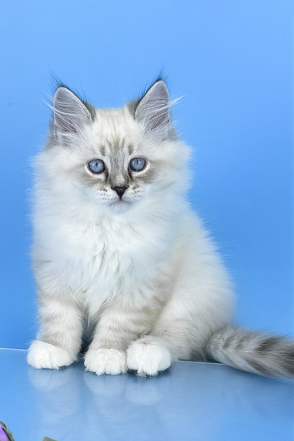 Aramis | Siberian Kitten