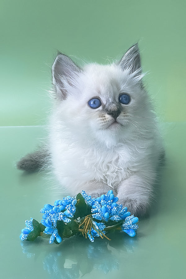 Archer | Siberian Kitten