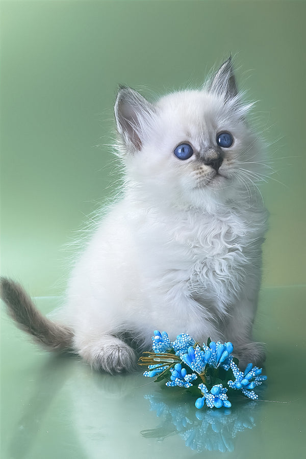 Archer | Siberian Kitten