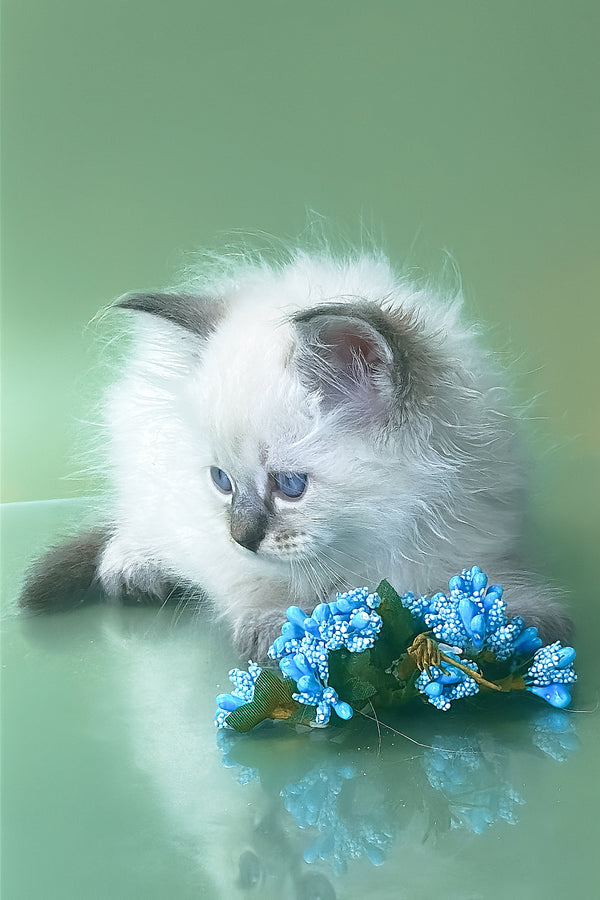 Archer | Siberian Kitten