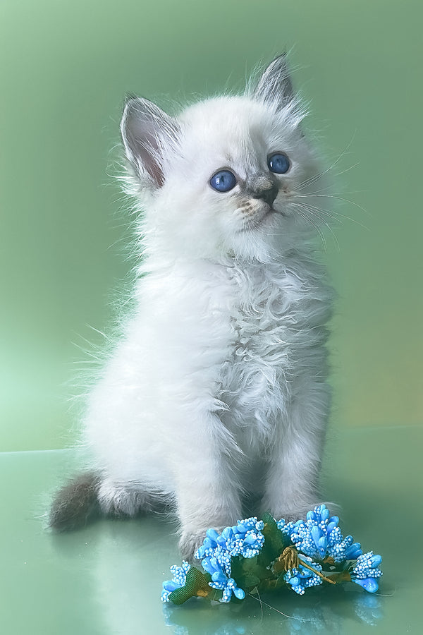 Archer | Siberian Kitten