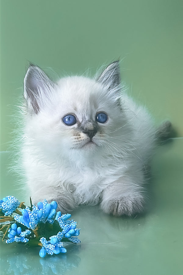 Archer | Siberian Kitten
