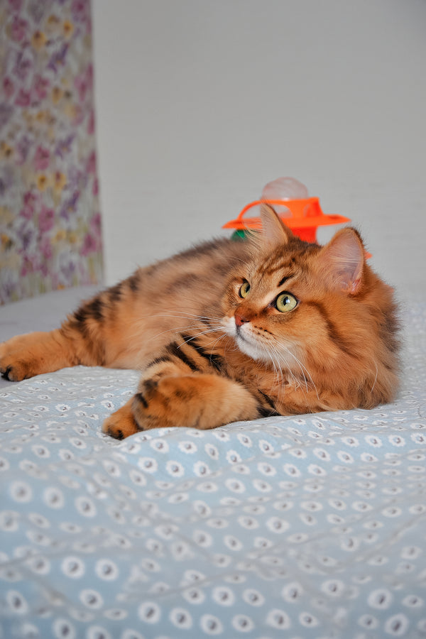 Archi | Siberian Kitten