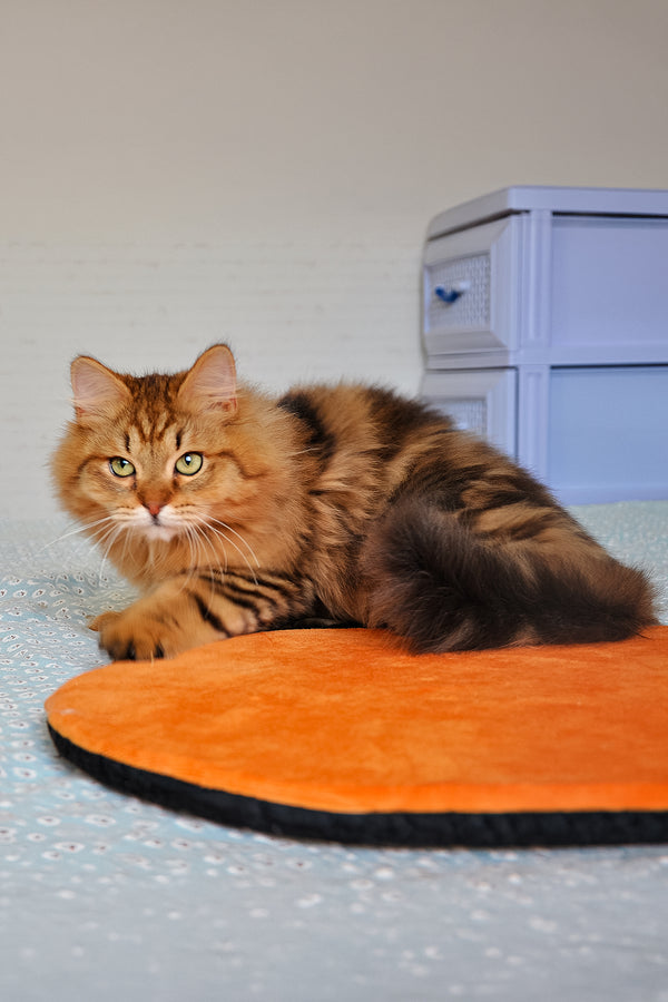 Archi | Siberian Kitten