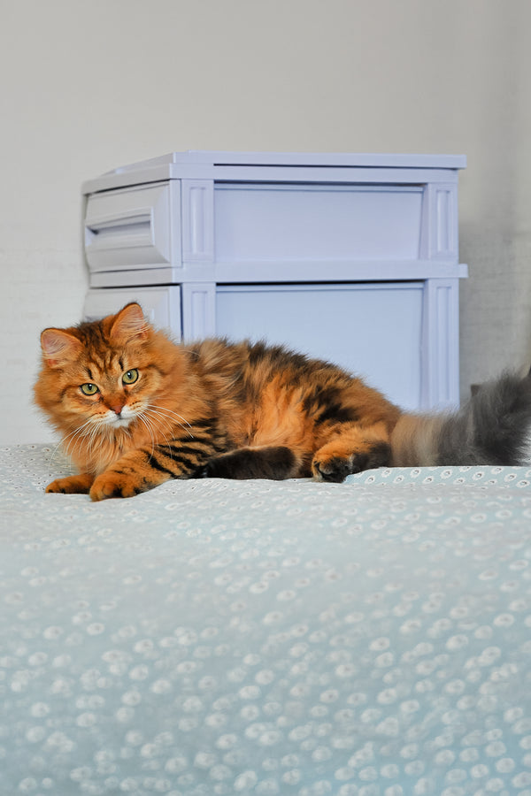 Archi | Siberian Kitten