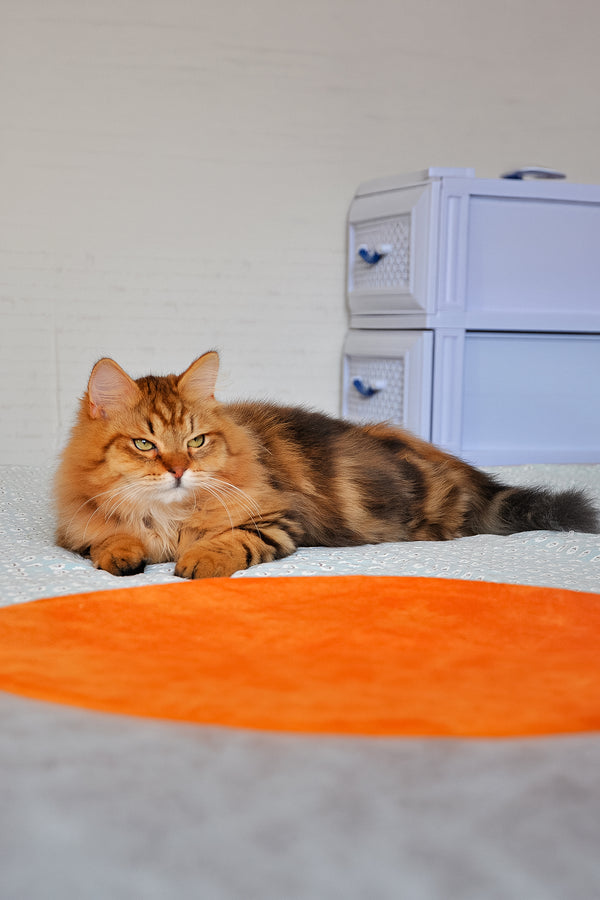 Archi | Siberian Kitten