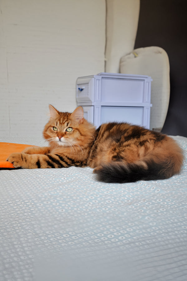 Archi | Siberian Kitten