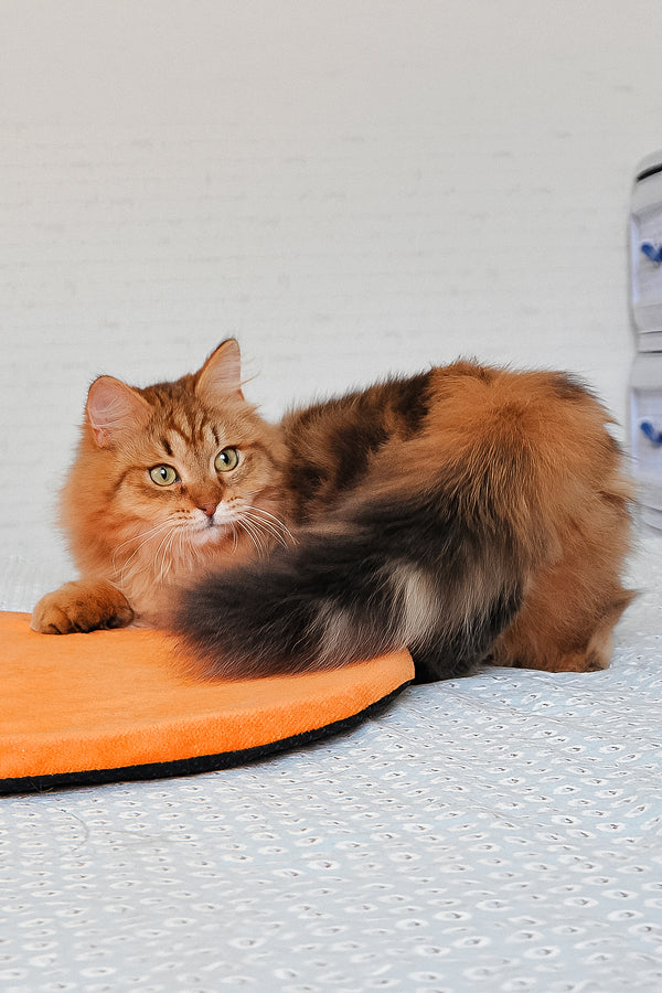 Archi | Siberian Kitten