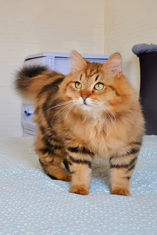 Archi | Siberian Kitten