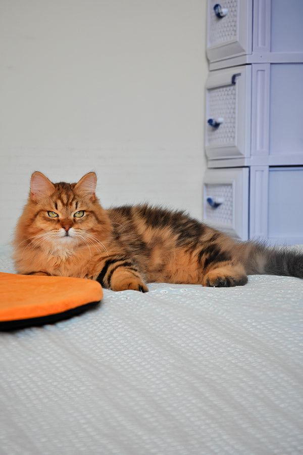 Archi | Siberian Kitten