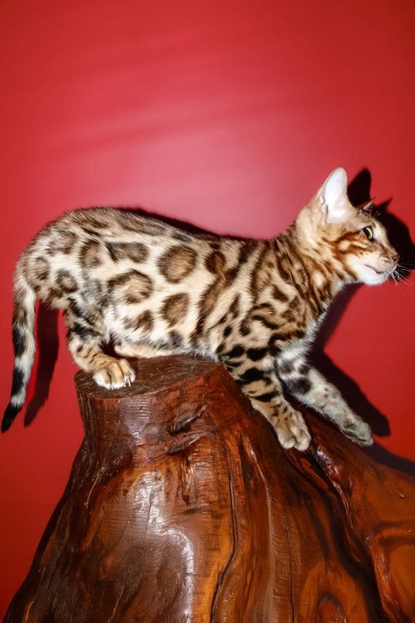 Archi | Bengal Kitten