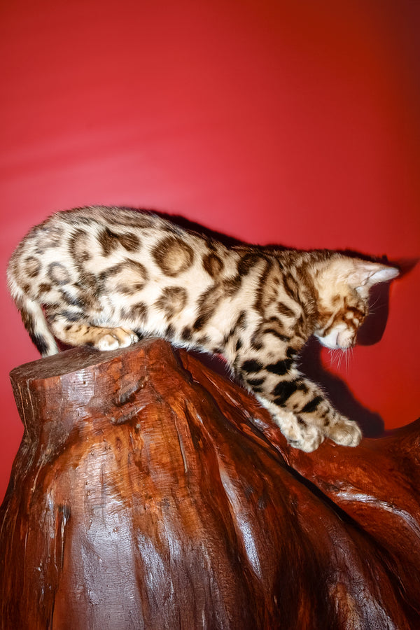 Archi | Bengal Kitten