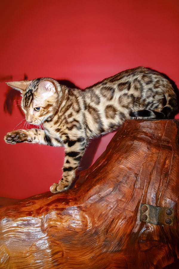Archi | Bengal Kitten