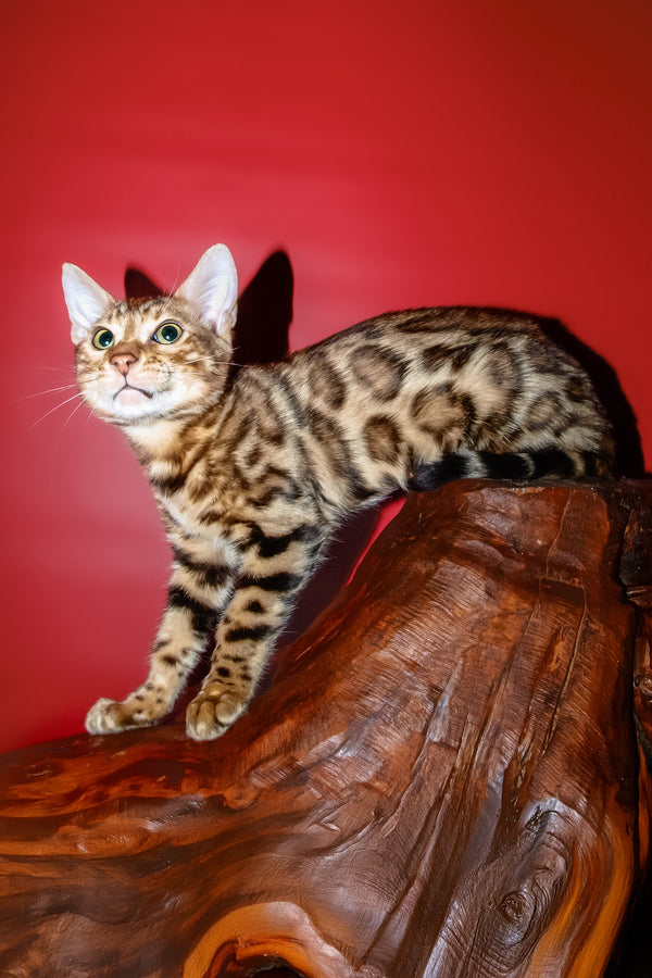 Archi | Bengal Kitten