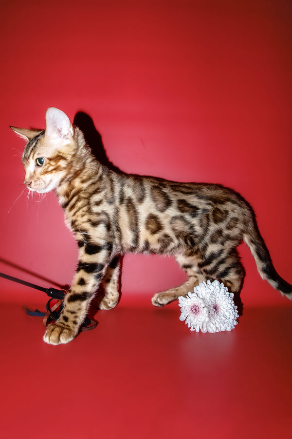 Archi | Bengal Kitten
