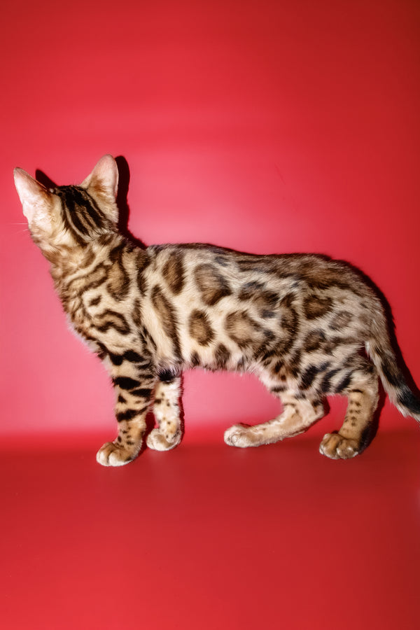 Archi | Bengal Kitten