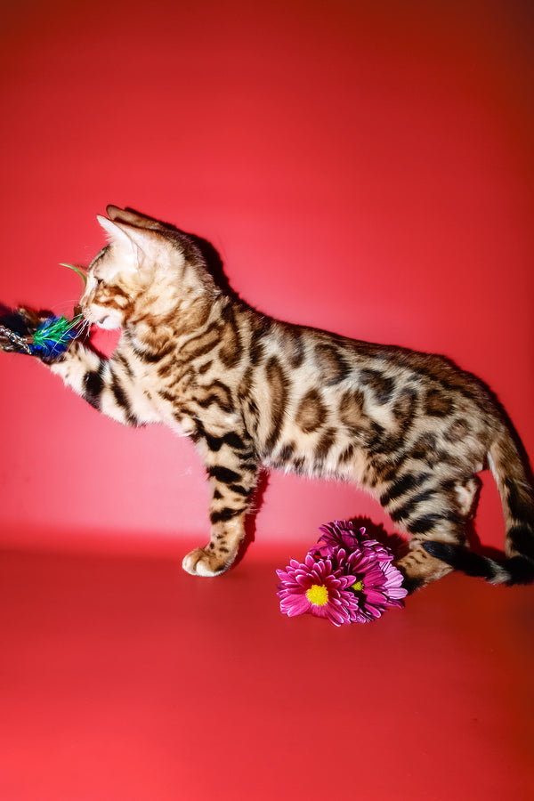 Archi | Bengal Kitten