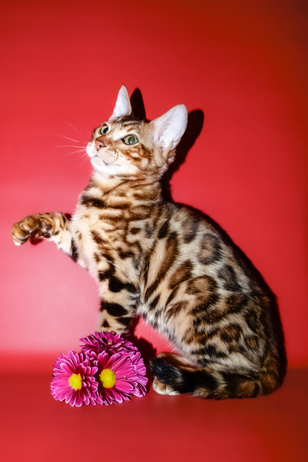 Archi | Bengal Kitten
