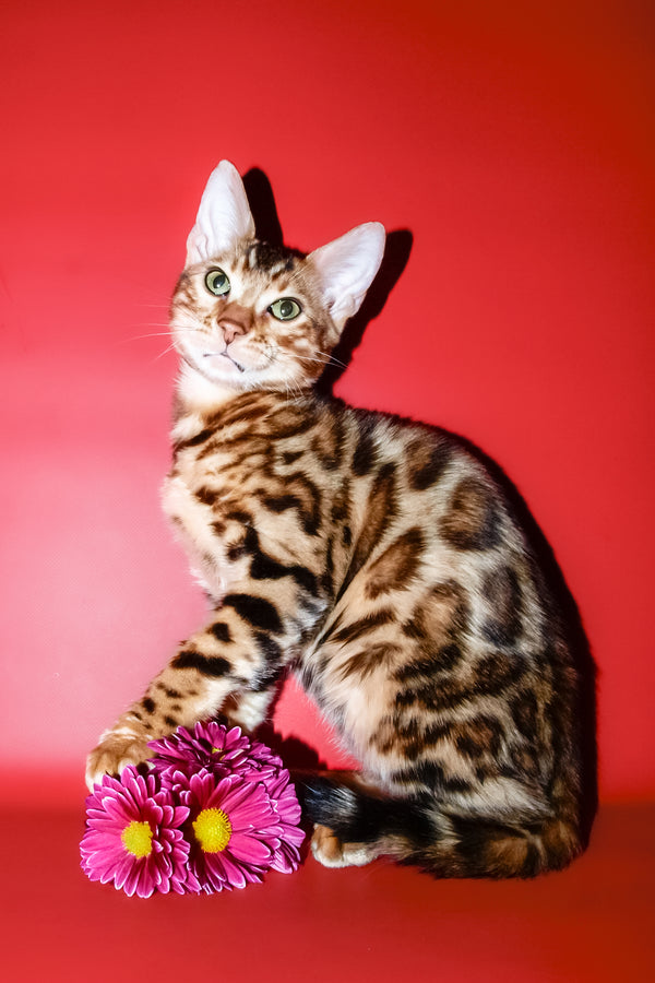 Archi | Bengal Kitten