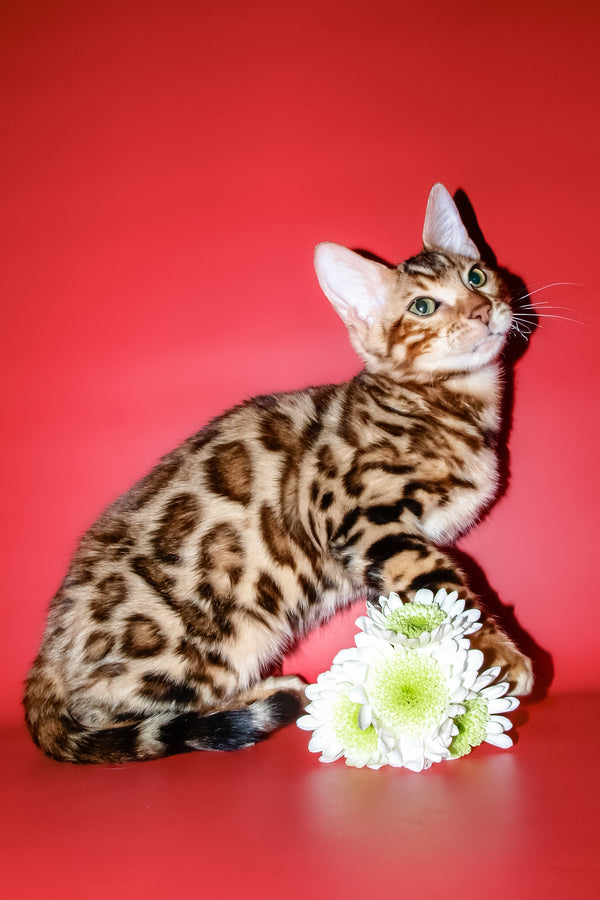 Archi | Bengal Kitten