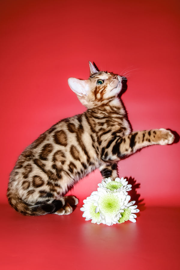 Archi | Bengal Kitten