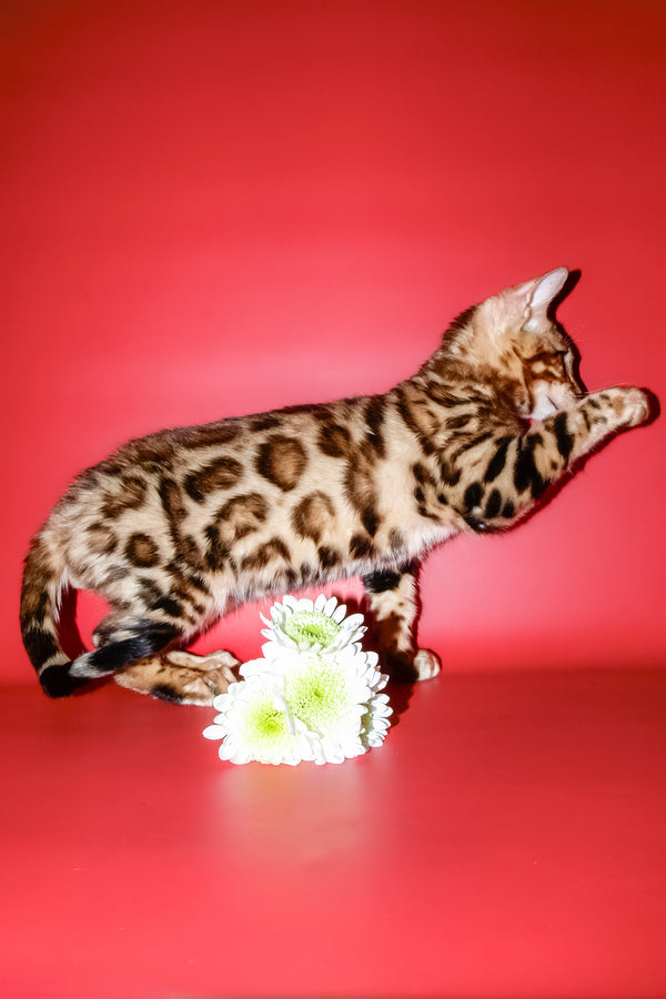 Archi | Bengal Kitten