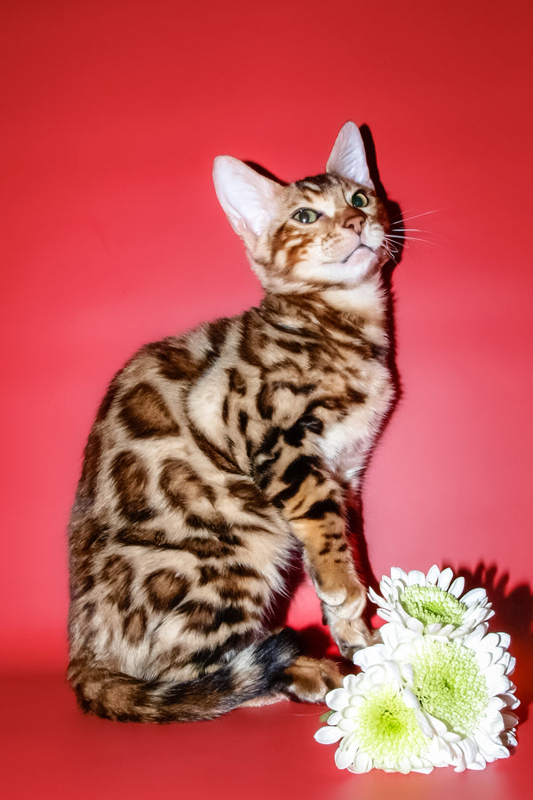 Archi | Bengal Kitten