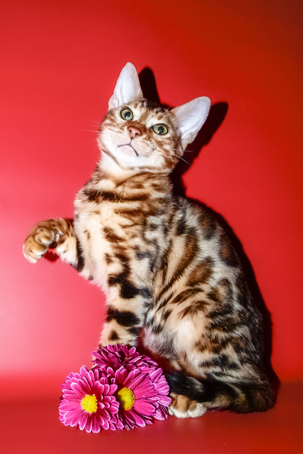 Archi | Bengal Kitten