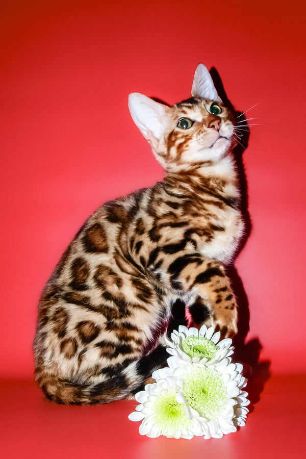 Archi | Bengal Kitten