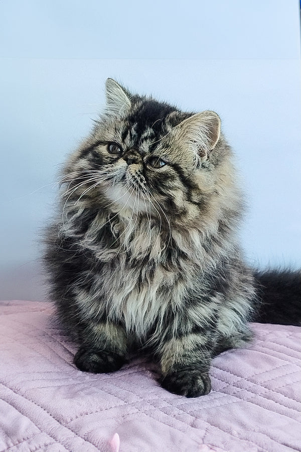 Archie | Persian Kitten