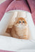 Archie | Scottish Straight Longhair Kitten