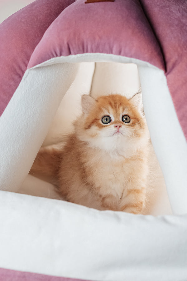 Fluffy orange and white scottish straight longhair kitten nestled inside a plush pink and white cat bed
