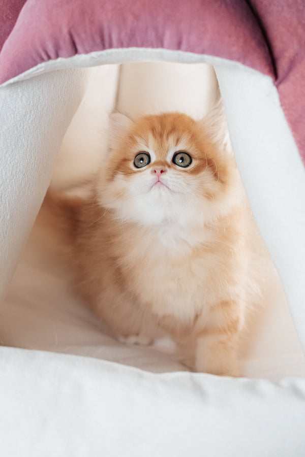 Archie | Scottish Straight Longhair Kitten